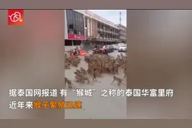 大场面！泰国两大群猴子聚集在路口 造成交通堵塞图片