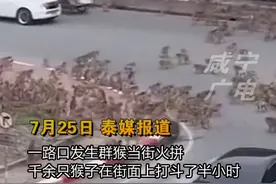 泰国两群猴子街头火拼，场面激烈酷似黑帮大片图片