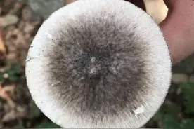 致命毒菇！常见毒蘑菇盘点，勿摘、勿食图片