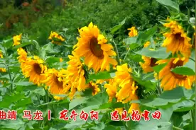 曲靖向日葵花海惊艳盛开！快来打卡，晚了只能嗑瓜子……图片