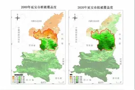 在悬崖上植树，淤地坝建粮仓，20年间如何让延安段黄河变清图片