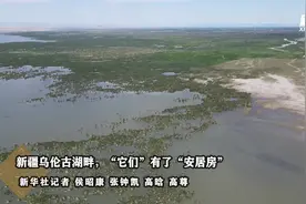 新疆乌伦古湖畔，“它们”有了“安居房”视频封面