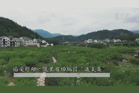 福安穆阳：这里有场桃园“选美赛”视频封面