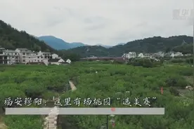 福安穆阳：这里有场桃园“选美赛”视频封面