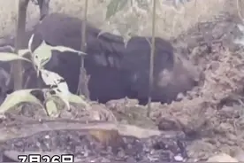 穿山甲被救到派出所还不忘打洞 网友调侃：“职业病”犯了图片