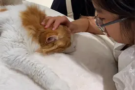 加菲猫原型、红白双色缅因、还有德文、卷耳……魔都又添一网红猫咖，带你云吸猫图片