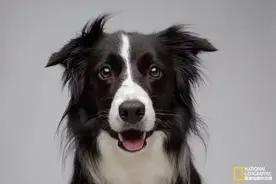 狗是狗，二哈是二哈，边牧是你同学图片