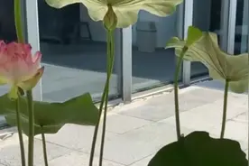 河南开封北宋地层出土莲子 经培育花开视频封面