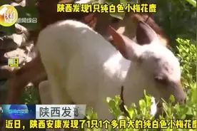 陕西发现1只纯白色小梅花鹿视频封面