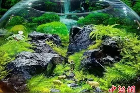 浙农林大学生创新苔藓选育技术 培育耐光旱耐高温苔藓图片