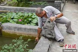 比恐龙还古老！贵州铜仁发现“水中大熊猫”桃花水母图片
