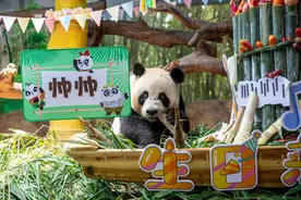 熊猫三胞胎7周岁啦图片