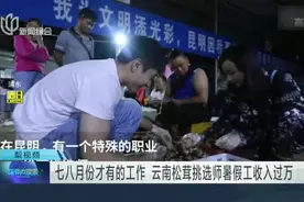 七八月份才有的工作  云南松茸挑选师暑假工收入过万视频封面