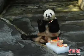 重庆动物园大熊猫吃冰镇水果防暑降温图片