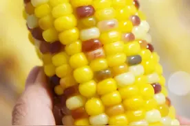 承包我早晚饭的爆甜五彩糯玉米，一根只要4块钱图片