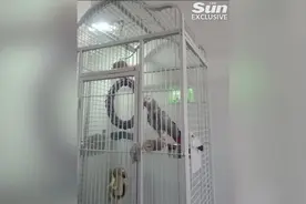 英国一只宠物鹦鹉从电视里学会骂脏话 不断叫主人“滚蛋”图片