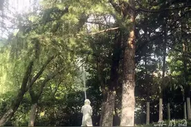 合肥菱湖公园突现马蜂窝 城管消防联手除隐患图片