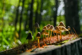 “红伞伞，白杆杆，吃完躺板板”：对野生菌，别太信“观色辨毒”，吃不准就别吃图片