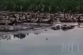 河南尉氏养殖场被冲毁，千头死猪漂浮水面，村干部称已打捞完毕图片
