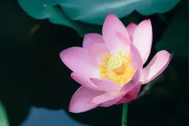北大的夏，等你的荷图片