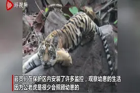罕见！印度一公老虎在伴侣去世后照料四只小虎崽图片