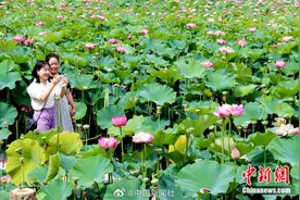 隔着屏幕都能闻到荷花香 可你知晓它来自黄土高原？图片