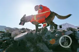 搜救犬是如何炼成的？上游记者探访训练营：一个简单的动作需要训练8000次图片