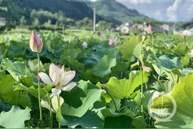 秀山：从“两山论”突围，大山成了创业场图片