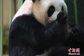 中国旅法大熊猫“欢欢”诞下双胞胎图片