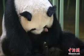 中国旅法大熊猫“欢欢”诞下双胞胎图片