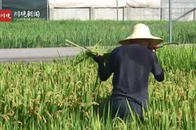 关注高温下的劳动者丨烈日下，追着太阳走！他们是水稻育种科研人员图片