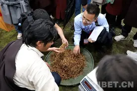寻找野生冬虫夏草的产业发展之路图片