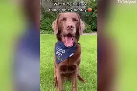 英国一只拉布拉多犬因超强的“屁股平衡”能力走红网络图片