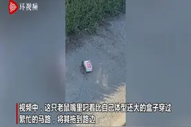 英国一只老鼠被拍到叼着巨大汉堡盒子横穿马路图片