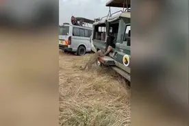 肯尼亚一名游客与猎豹近距离接触 被永久禁止进入保护区图片