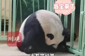 中方专家跨国驰援，助旅法大熊猫“欢欢”顺利诞下双胞胎图片