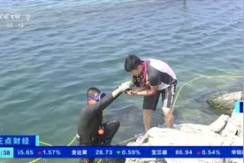 海洋环境高温预警！辽宁大连近岸海底温度已达30℃ 养殖户做好高温防御准备图片
