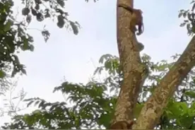 “排排站，滑滑梯！”注意安全讲秩序，保山龙陵这群小猴子萌萌哒图片