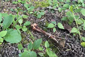 贵州一小区多只宠物犬疑被投毒致死，物业：正协助警方调查图片