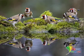 摄影师抓拍鸟兽“照镜”瞬间 平静湖面彰显对称之美图片