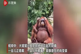 臭美！印尼动物园一大猩猩捡起游客的太阳镜试戴图片