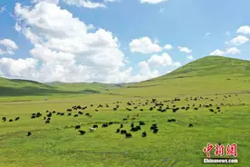 甘肃岷县近百万亩湿地草原牛羊成群马儿跑图片