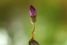 澳媒：昆虫比人类运动技能更强？图片