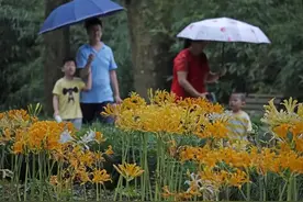 台风“卢碧”正在靠近，预计今天上午将在此地登陆！杭城近期全是雨......图片
