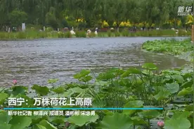 西宁：万株荷花上高原视频封面