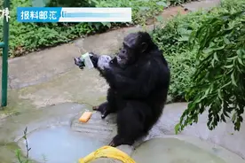 重庆网红黑猩猩模仿饲养员戴口罩洗手，样子太认真！网友笑翻图片