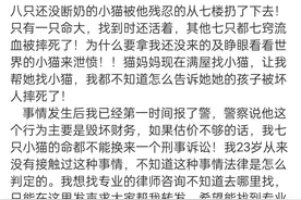 江苏男子因分手摔死前女友7只小猫，女子崩溃报警：他之前还家暴我图片
