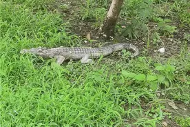 大雨过后小区草坪惊现巨大“鳄鱼”，民警：谁家的玩具？图片