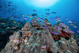购时髦｜宝珀携手Oceana开展探险行动 卡地亚助力当代电影发展 宇舶表与米其林三星主厨成品牌好友图片