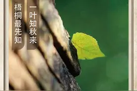 农历中国 | 六月廿八 · 一叶知秋图片